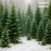 Tło świąteczne – zimowy las świerkowy | B_1259