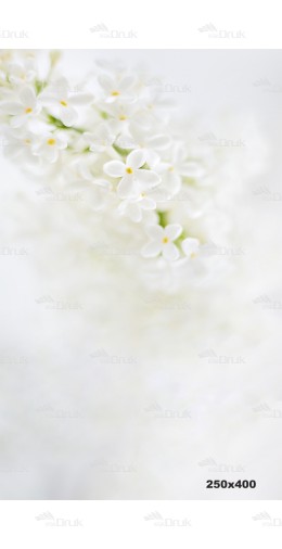 Tło fotograficzne 2108